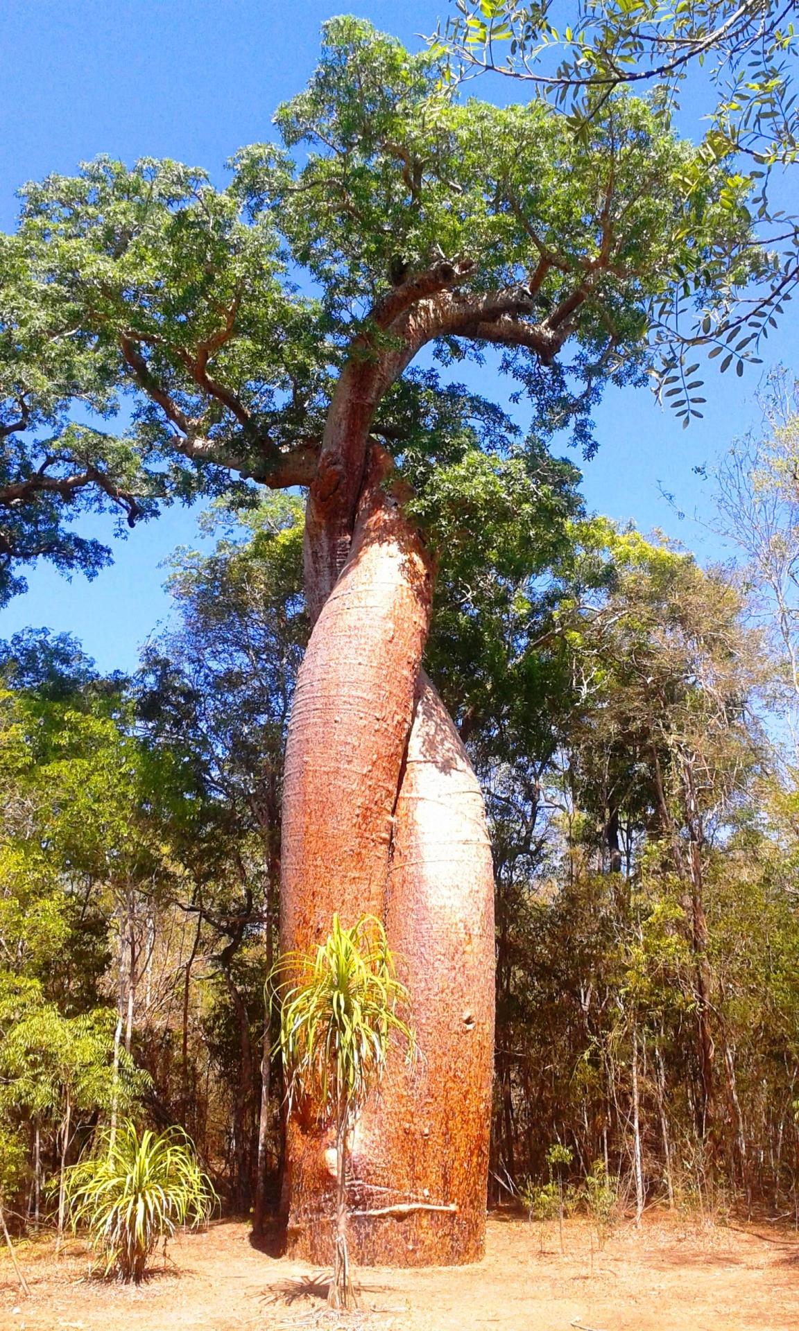 BAOBABS : Six sur les sept espèces sont endémiques de Madagascar ...