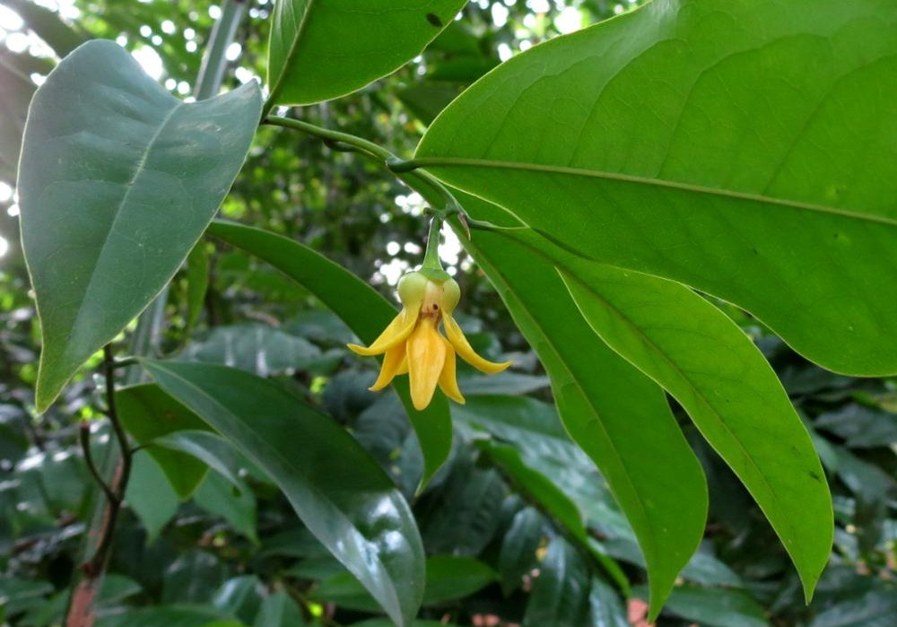 Ylang-Ylang